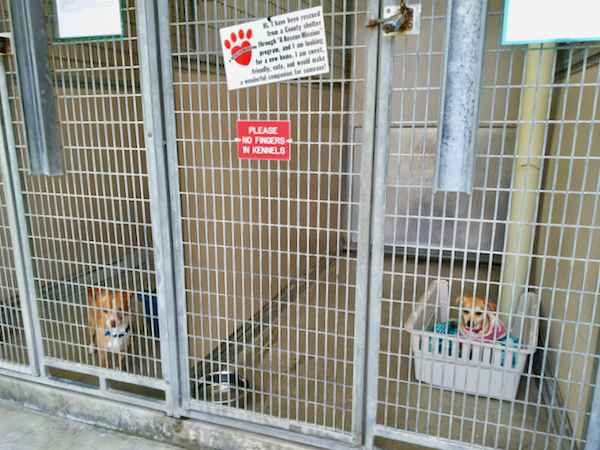 animal shelter3